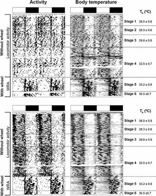 Behavioral and Thermoregulatory Responses to Changes in Ambient Temperature and Wheel Running Availability in Octodon degus